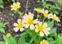equinácea roxa
