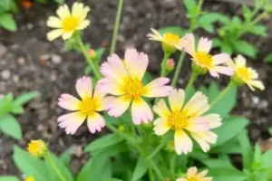equinácea roxa