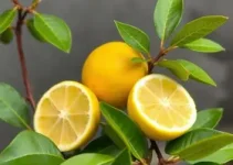 Maizena com limão para diarreia