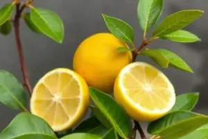 Maizena com limão para diarreia