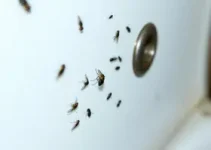 mosquinhas do banheiro