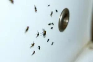 mosquinhas do banheiro
