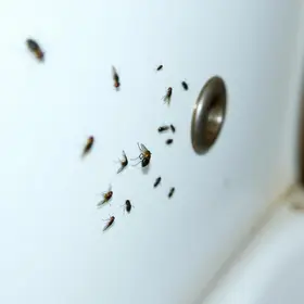 mosquinhas do banheiro